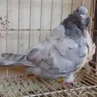 كشكشي رديوس فاخر تم البيع