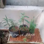 شتلات منوعه