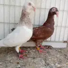 زوج مراسيل تم البيع