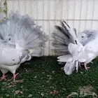 حمام فانتيل بودرة تم البيع