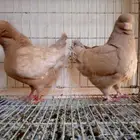 لفخامه الكنق الارجنت تم البيع