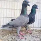 زوجين هومر تم البيع