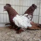 زوج مفتل عكس تم البيع