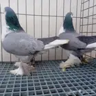 زوج لاهوري بارلس تم البيع