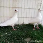زوج كوري ابيض صك تم البيع
