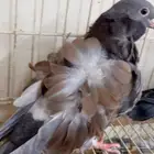 لفخامه الكشكشي طبه تم البيع