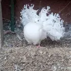 زوج فانتيل ابيض صك تم البيع