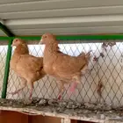 زوج كنق اصفر تم البيع