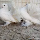 زوجين رقاص تم البيع