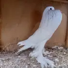 فحل نفاخ بومريان تم البيع