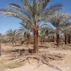 توريد وتركيب النخيل وتركيب الشبوك للمزارع
