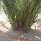نخل فروخ وجثايث