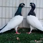 زوج شاينيز ملكي تم البيع