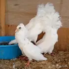 زوج جوكبين بإنتاجه تم البيع