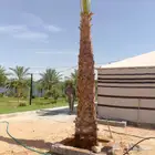 نخل عربي وواشنطنيا