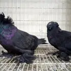 لفخامه البخاره زوج تم البيع