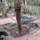 تركيب النخل