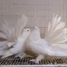 رقاص امريكي ابيض صك تم البيع