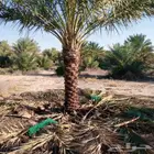 تكريب النخل