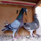 زوج هومر تم البيع