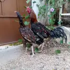 دجاج باكستاني تم البيع