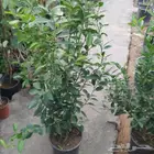 مشتل زراعي بأسعار مناسبة
