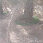 يوجد فروخ خلاص من 25ريال مقلوع محمل فروخ طيبه