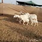 أعرض لكم غنم حريات خلفات