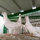 طيور شاميه تم البيع