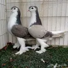 زوجين لاهوري تم البيع