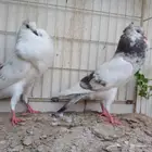 طبه نفاخ مميزة تم البيع