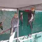 كروان للبيع شرط الصحه