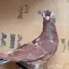 كوري تم البيع