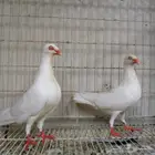 دنش ابيض صك بإنتاجه تم البيع