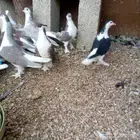 عشه حمام لاهوري تم البيع