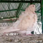 كشكشي لموون فاخره تم البيع