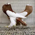 زوج نفاخ مسوبع تم البيع