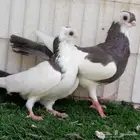 زوج جوانزو مميز تم البيع