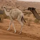 قعود اوضح ما قد اكل العلف .العمر خمس شهور للبيع