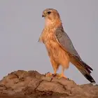 مطلوب بكه او مارلين ابادلك ب باشق (مدرب) شرط تهد علا اصيد