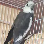 عرض مميز ذكر كروان وايت فاس هولندي