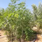 مطلوب مزرعة أو استراحة للايجار