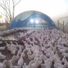 بيض بط بكيني مخصب