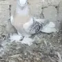 ذكر منقاء 