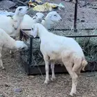 خرفان كفوا للبيع
