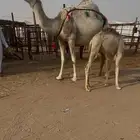 خلفه وضحا كفو تحتها قعود هديه في الحليب
