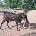 تيس كامبوري فحل