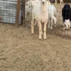 طلي
