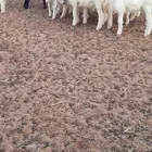 15 هرفي حريات البيع سمح ومستعجل