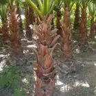 للبيع نخل واشنطونيا زينه جميع المقاسات